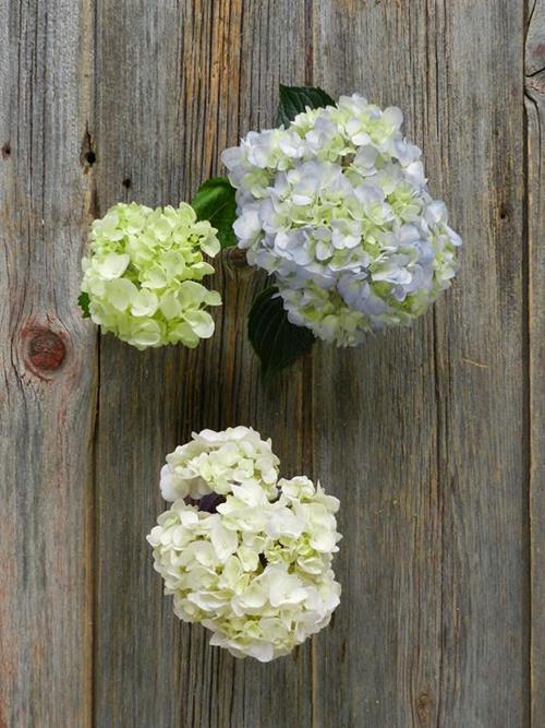 BEST SELLER HYDRANGEA BOX WITH 10  WHITE, 10   BLUE, & 10 MINI GREEN